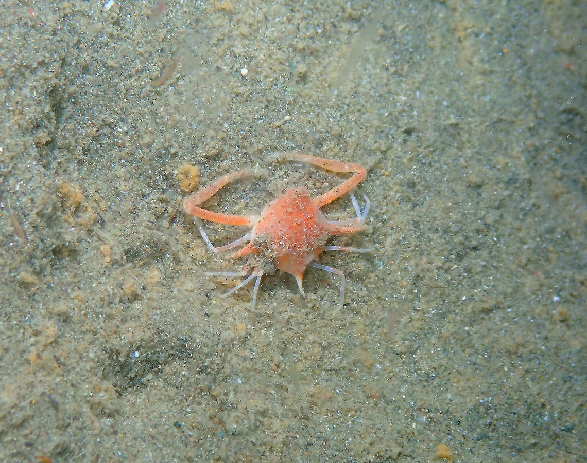 Seven Spined Box Crab - Arcania septemspinosa Found the species here:<br />
<a href="http://souslesmers.free.fr/f.php?e=2201&amp;i=2" rel="nofollow">http://souslesmers.free.fr/f.php?e=2201&amp;i=2</a> Arcania septemspinosa,Fall,Geotagged,Indonesia,Seven Spined Box Crab