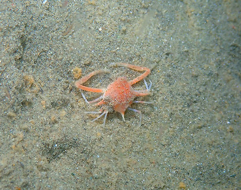 Seven Spined Box Crab - Arcania septemspinosa Found the species here:
http://souslesmers.free.fr/f.php?e=2201&i=2 Arcania septemspinosa,Fall,Geotagged,Indonesia,Seven Spined Box Crab