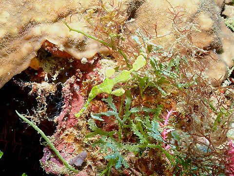 Halimeda ghost pipefish - Solenostomus halimeda  Fall,Geotagged,Halimeda ghost pipefish,Indonesia,Solenostomus halimeda