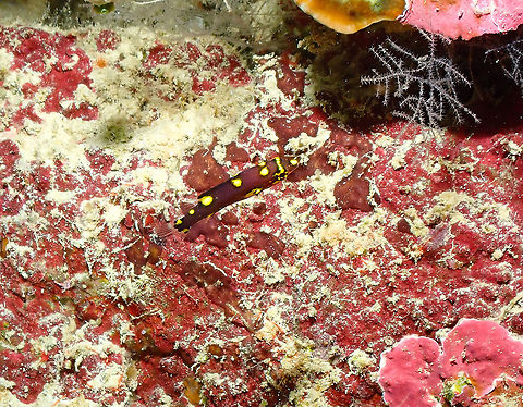 Blackbelt Hogfish - Bodianus mesothorax (Juvenile)  Bodianus mesothorax,Fall,Geotagged,Indonesia,Split-level hogfish