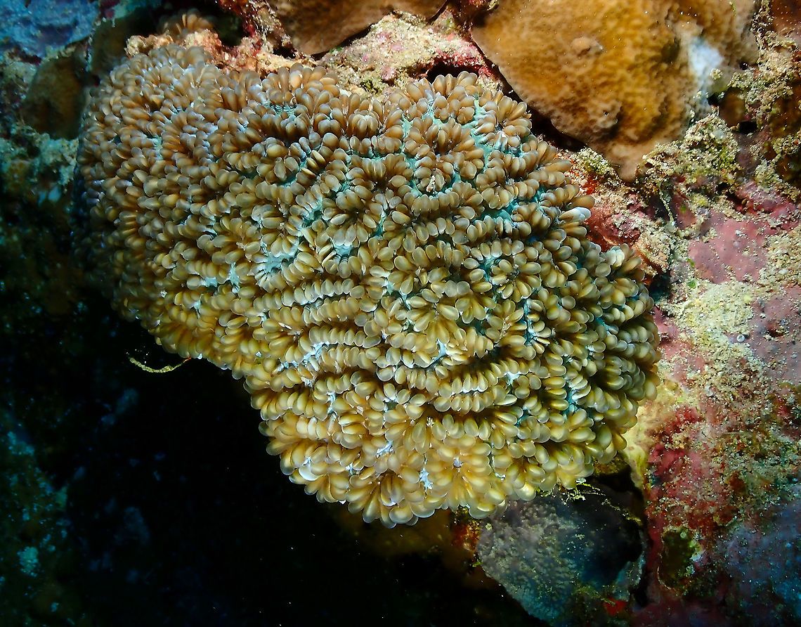 Pearl Bubble Coral - Physogyra lichtensteini  Fall,Geotagged,Indonesia,Pearl Bubble Coral,Physogyra lichtensteini
