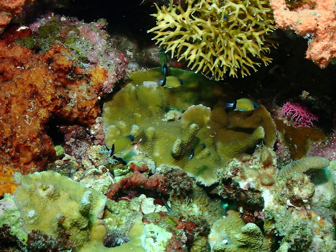 Black-bar chromis - Chromis retrofasciata  Black-bar chromis,Chromis retrofasciata,Fall,Geotagged,Indonesia