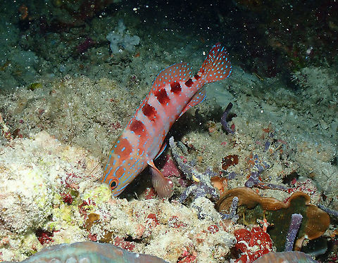 Six-blotch Hind - Cephalopholis sexmaculata  Cephalopholis sexmaculata,Fall,Geotagged,Indonesia,Six-blotch Hind