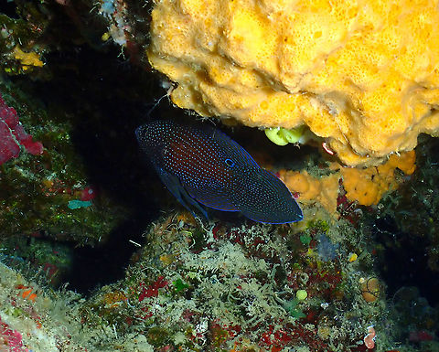 Comet - Calloplesiops altivelis  Calloplesiops altivelis,Comet,Fall,Geotagged,Indonesia