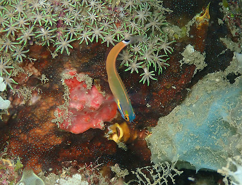 Tail-spot blenny - Ecsenius stigmatura  Ecsenius stigmatura,Fall,Geotagged,Indonesia