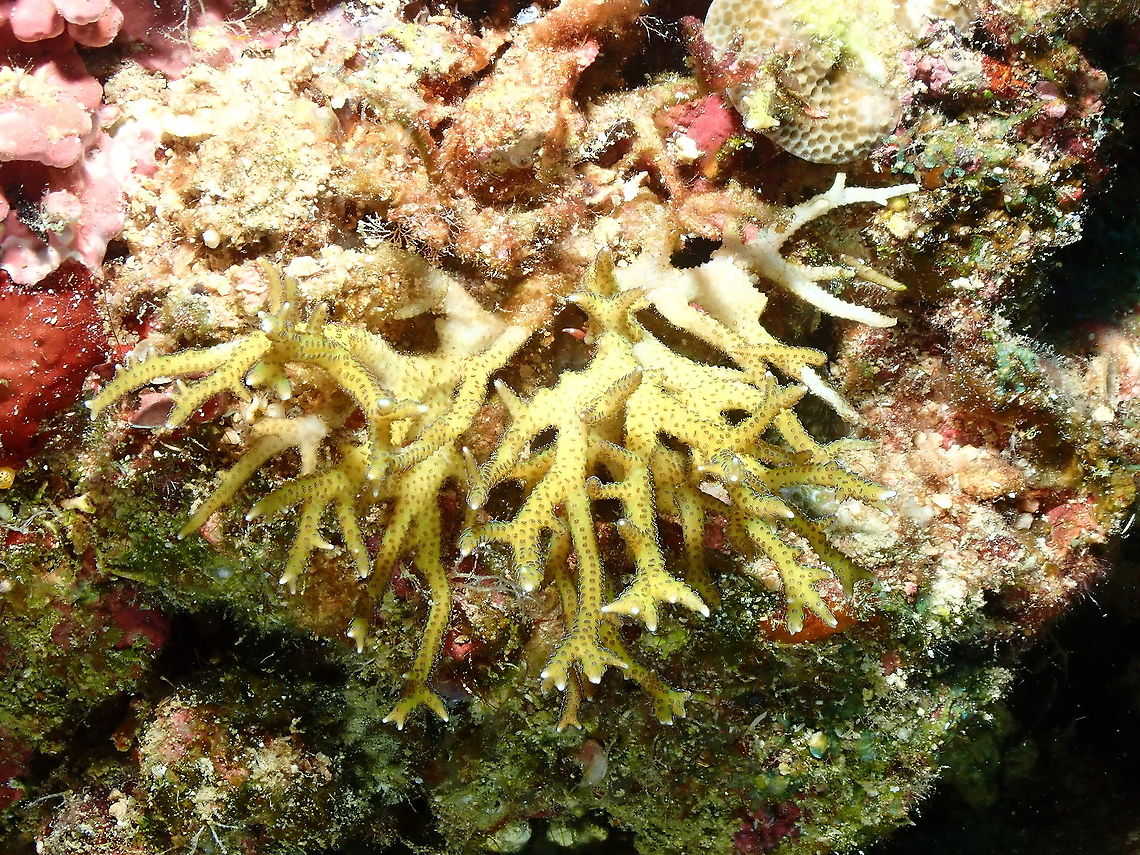 Thin birdsnest coral - Seriatopora hystrix  Fall,Geotagged,Indonesia,Seriatopora hystrix,Thin birdsnest coral