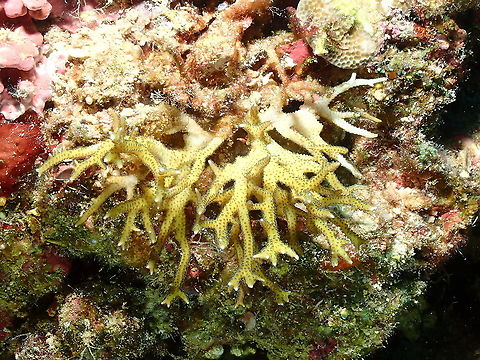 Thin birdsnest coral - Seriatopora hystrix  Fall,Geotagged,Indonesia,Seriatopora hystrix,Thin birdsnest coral