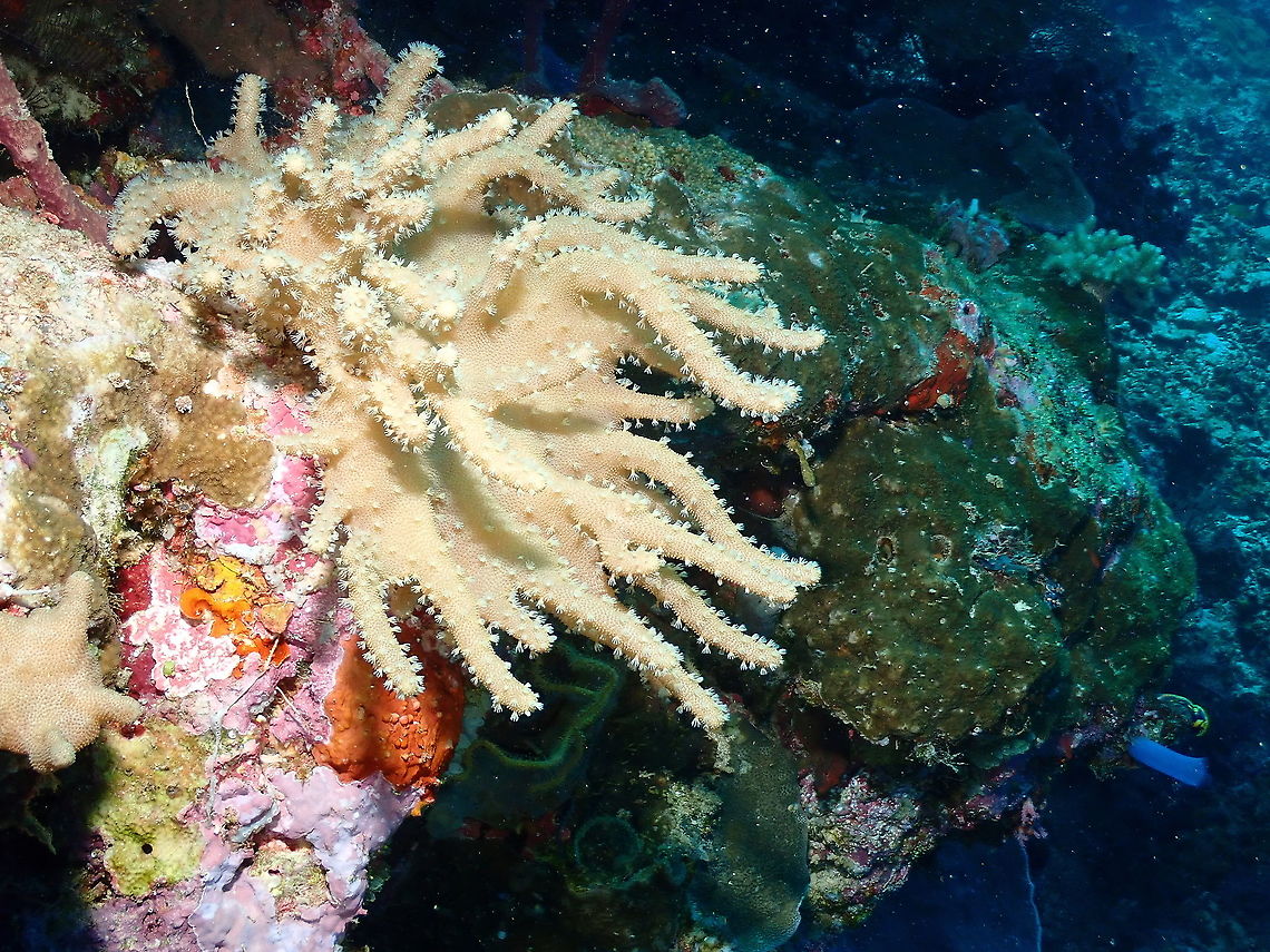 Finger Leather Coral - Lobophytum pauciflorum  Fall,Finger Leather coral,Geotagged,Indonesia,Lobophytum pauciflorum