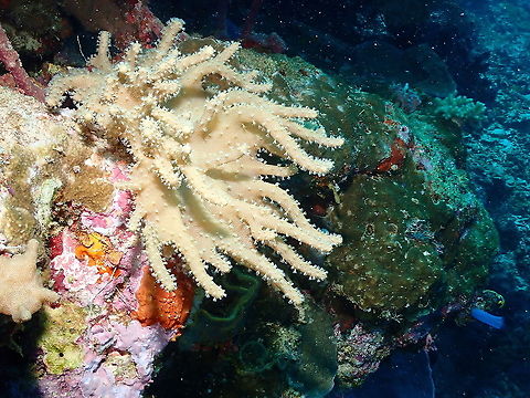 Finger Leather Coral - Lobophytum pauciflorum  Fall,Finger Leather coral,Geotagged,Indonesia,Lobophytum pauciflorum