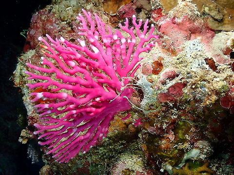 Lace Coral - Distichopora violacea (pink specimen) This pretty coral ows its name to the fact that some individuals are violet but is actually very variable in color. Distichopora violacea,Fall,Geotagged,Indonesia,Lace Coral