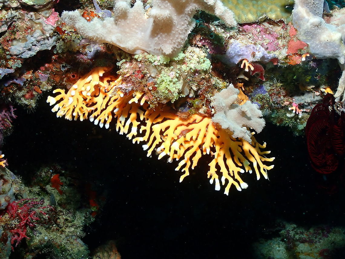 Lace Coral - Distichopora violacea (pink specimen) A yellow variant. We found them in caves in a coral reef wall. Distichopora violacea,Fall,Geotagged,Indonesia,Lace Coral