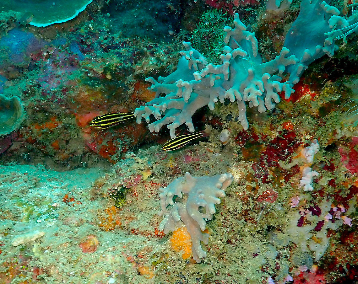Blackstripe cardinalfish - Ostorhinchus nigrofasciatus  Fall,Geotagged,Indonesia,Ostorhinchus nigrofasciatus