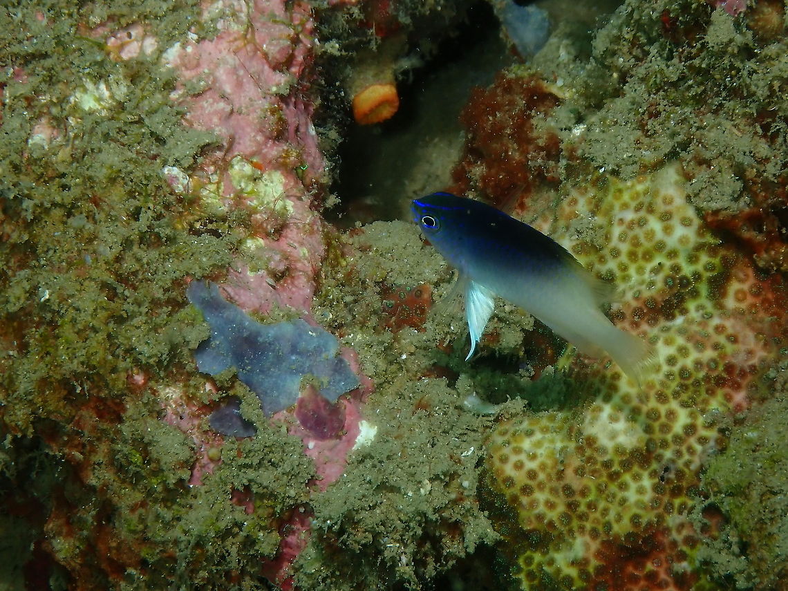 Rolland's demoiselle - Chrysiptera rollandi, juvenile  Chrysiptera rollandi,Fall,Geotagged,Indonesia,Rolland's demoiselle