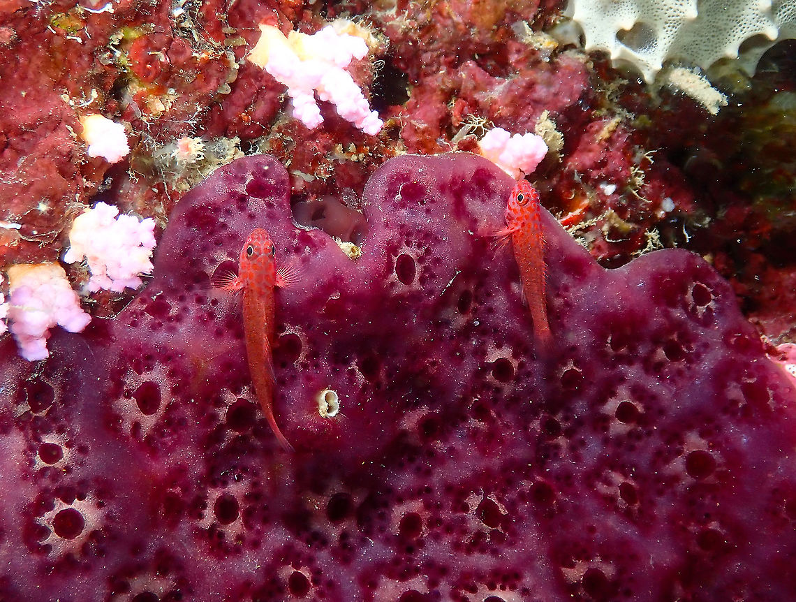 Four-eye pygmygoby - Trimma hayashii  Fall,Four-eye pygmygoby,Geotagged,Indonesia,Trimma hayashii