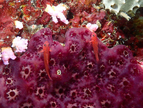Four-eye pygmygoby - Trimma hayashii  Fall,Four-eye pygmygoby,Geotagged,Indonesia,Trimma hayashii
