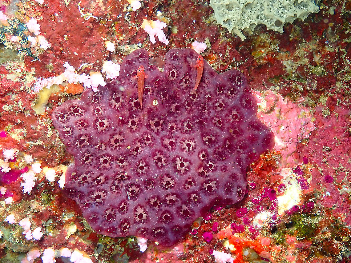 Purple Ascidian - Eudistoma reginum This ascidian is unique in that it makes a tunic composed of tunicin, 60% cellulose, which is unique in the animal kingdom since cellulose is a compound specific to plants. Eudistoma reginum,Fall,Geotagged,Indonesia,Purple Ascidian
