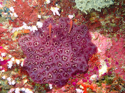 Purple Ascidian - Eudistoma reginum This ascidian is unique in that it makes a tunic composed of tunicin, 60% cellulose, which is unique in the animal kingdom since cellulose is a compound specific to plants. Eudistoma reginum,Fall,Geotagged,Indonesia,Purple Ascidian
