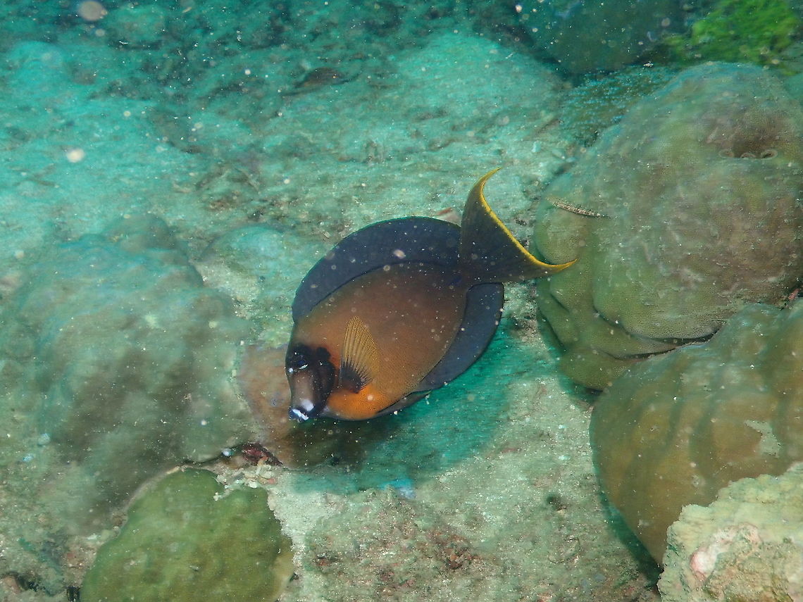 Indian Ocean Mimic Surgeonfish - Acanthurus tristis <a href="https://fishesofaustralia.net.au/home/species/4957" rel="nofollow">https://fishesofaustralia.net.au/home/species/4957</a> Acanthurus tristis,Fall,Geotagged,Indonesia