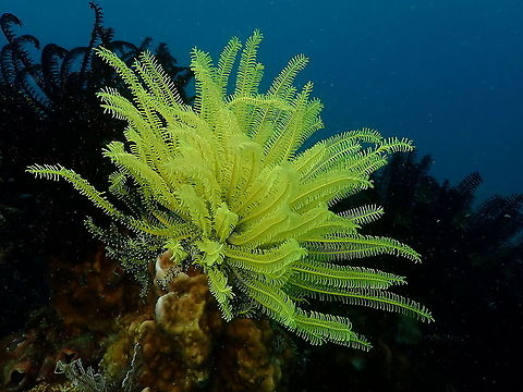 Bennett's feather star - Anneissia bennetti Former Oxycomanthus bennetti. Anneissia bennetti,Bennett's Bushy Feather Star,Fall,Geotagged,Indonesia,Oxycomanthus bennetti