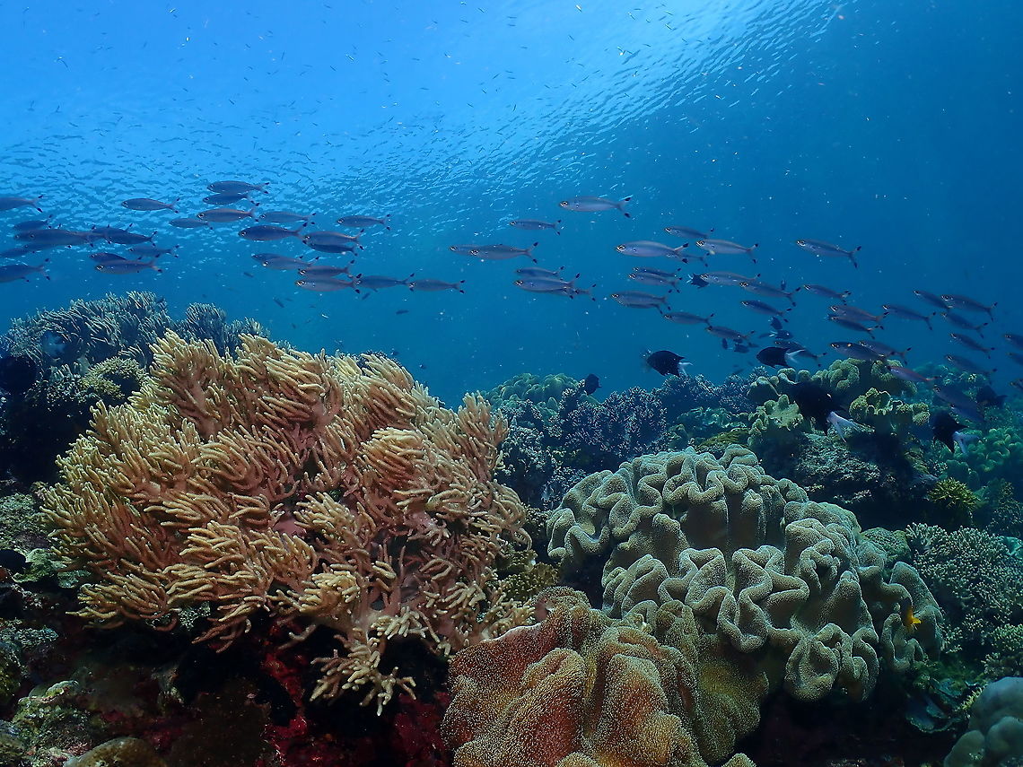 Lunar Fusilier - Caesio lunaris  Caesio lunaris,Fall,Geotagged,Indonesia,Lunar fusilier