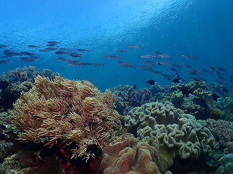 Lunar Fusilier - Caesio lunaris  Caesio lunaris,Fall,Geotagged,Indonesia,Lunar fusilier