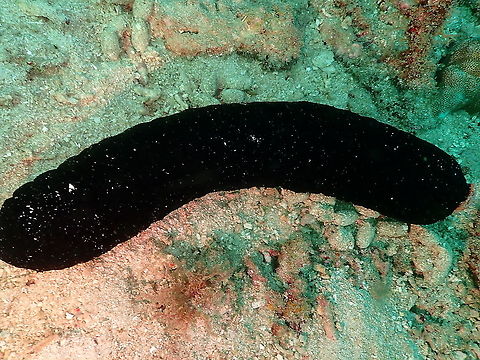 Panning's Black Sea Cucumber - Actinopyga palauensis  Actinopyga palauensis,Fall,Geotagged,Indonesia,Panning's Black Sea Cucumber