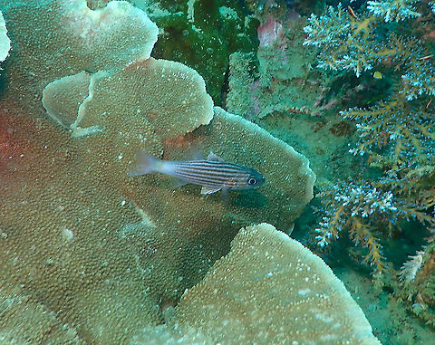 Intermediate Cardinalfish - Cheilodipterus intermedius  Cheilodipterus intermedius,Fall,Geotagged,Indonesia,Intermediate Cardinalfish