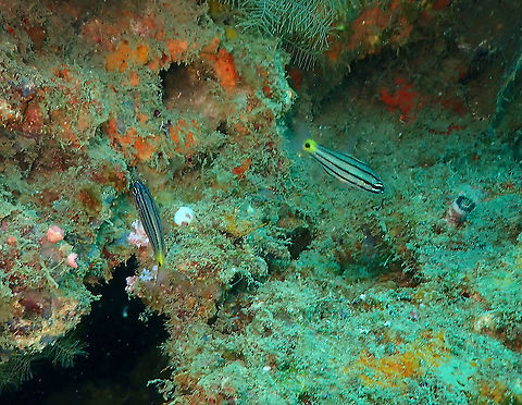Dog-Toothed Cardinalfish - Cheilodipterus isostigmus  Cheilodipterus isostigmus,Dog-Toothed Cardinalfish,Fall,Geotagged,Indonesia