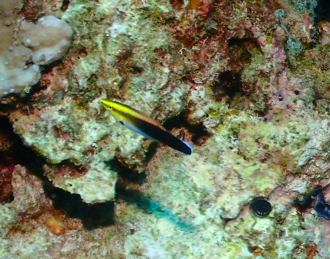 Blackspot Cleaner Wrasse - Labroides pectoralis  Blackspot Cleaner Wrasse,Fall,Geotagged,Indonesia,Labroides pectoralis