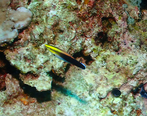 Blackspot Cleaner Wrasse - Labroides pectoralis  Blackspot Cleaner Wrasse,Fall,Geotagged,Indonesia,Labroides pectoralis