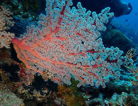 Cherry Blossom coral - Siphonogorgia godeffroyi  Fall,Geotagged,Indonesia,Siphonogorgia godeffroyi