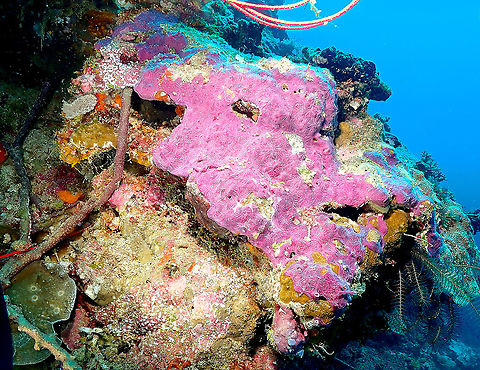 Coral Killing Sponge - Chalinula nematifera Pretty but deadly for the coral reef! Chalinula nematifera,Coral Killing Sponge,Fall,Geotagged,Indonesia