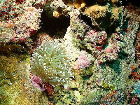 Euphyllia glabrescens  Euphyllia glabrescens,Fall,Geotagged,Indonesia,Torch coral