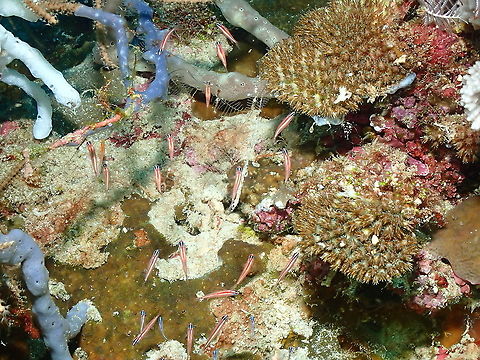 Twostripe dwarfgoby - Eviota bifasciata  Eviota bifasciata,Fall,Geotagged,Indonesia,Twostripe dwarfgoby