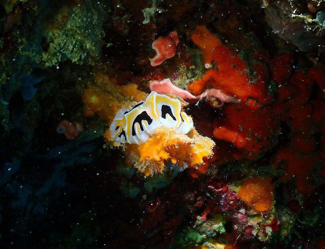 Reticulidia fungia - Mushroom Coral Reticulidia Nudibranch  Fall,Geotagged,Indonesia,Reticulida fungia,Reticulidia fungia