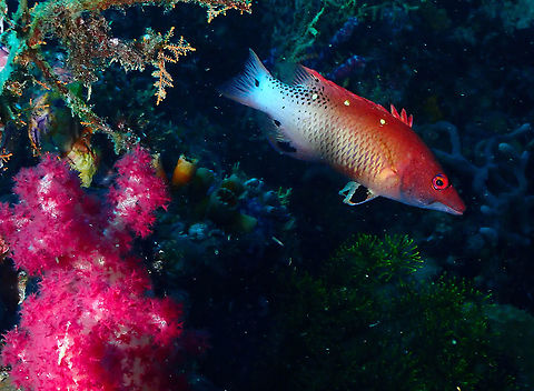 Redfin Hogfish - Bodianus dictynna Adult. Bodianus dictynna,Fall,Geotagged,Indonesia,Redfin Hogfish