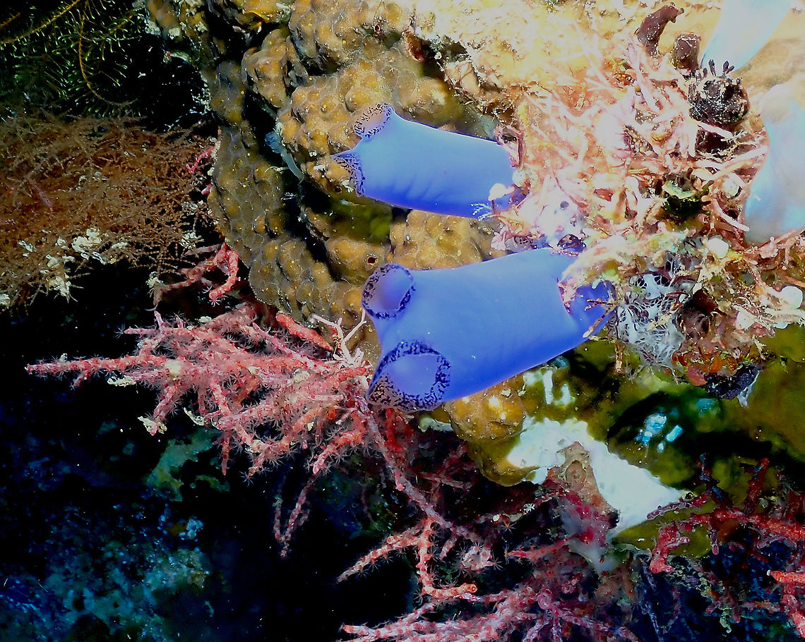 Rhopalaea Blue Ascidians  Fall,Geotagged,Indonesia