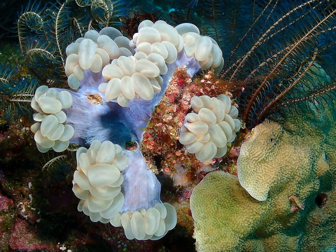 Branching Bubble Coral - Plerogyra sinuosa  Bubble Coral,Fall,Geotagged,Indonesia,Plerogyra sinuosa