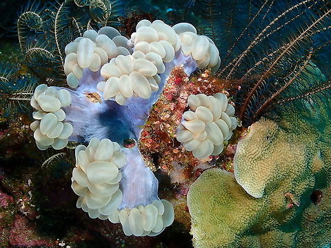 Branching Bubble Coral - Plerogyra sinuosa  Bubble Coral,Fall,Geotagged,Indonesia,Plerogyra sinuosa