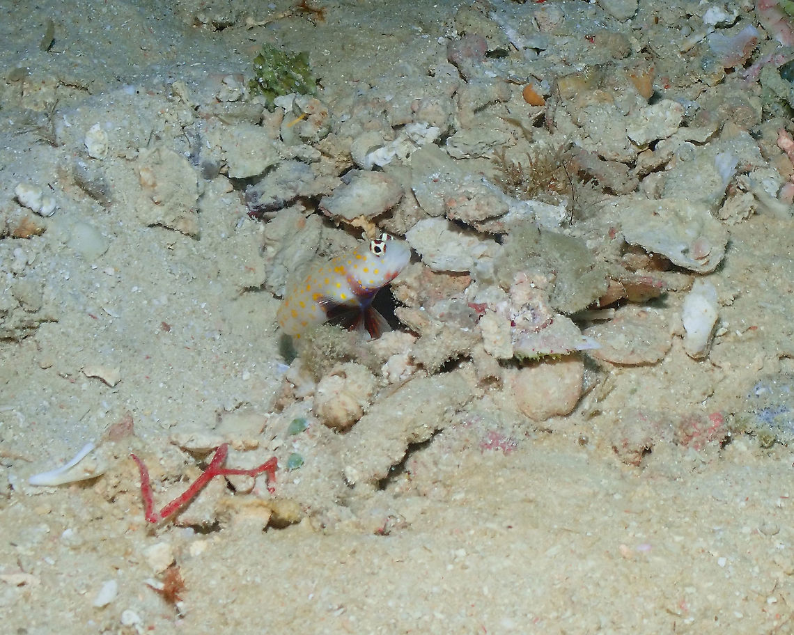 Spotted prawn goby - Amblyeleotris guttata Seen in a sandy patch of the entry of a small cave in a coral reef wall. Amblyeleotris guttata,Fall,Geotagged,Indonesia,Spotted prawn goby