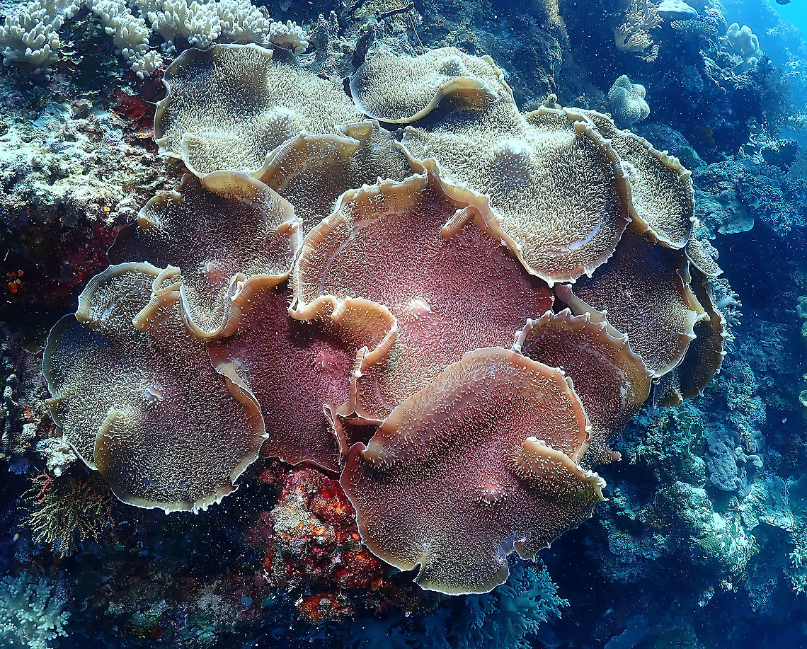Elephant Ear Anemone - Amplexidiscus fenestrafer Now you can better see why they are called Elephant Ear. In the other pics we have they are folded :-) Amplexidiscus fenestrafer,Elephant ear anemone,Fall,Geotagged,Indonesia