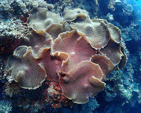 Elephant Ear Anemone - Amplexidiscus fenestrafer Now you can better see why they are called Elephant Ear. In the other pics we have they are folded :-) Amplexidiscus fenestrafer,Elephant ear anemone,Fall,Geotagged,Indonesia