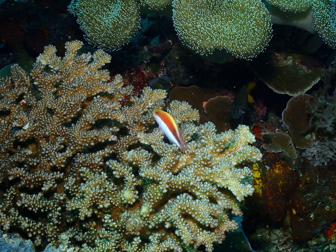 Freckled Hawkfish - Paracirrhites forsteri Juvenile. Black-sided hawkfish,Fall,Geotagged,Indonesia,Paracirrhites forsteri