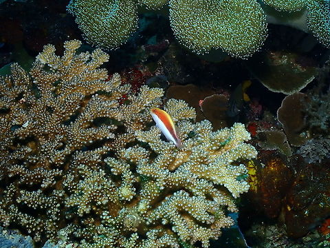 Freckled Hawkfish - Paracirrhites forsteri Juvenile. Black-sided hawkfish,Fall,Geotagged,Indonesia,Paracirrhites forsteri