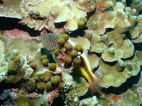 Freckled Hawkfish - Paracirrhites forsteri Adult, nicely perched in the coral. Black-sided hawkfish,Fall,Geotagged,Indonesia,Paracirrhites forsteri