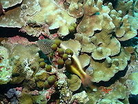 Not the fish but the sponges: Hairy olives - Stelletta clavosa This is an almost identical picture to the previous spotting were I added a record of the freckled hawkfish but somme comments on the spherical olive looking thingies where the fish is perched led me to look for their identity and guess what yes, they are called Olives! no wonder why, and they are tiny sponges of the species Stelleta clavosa. Fall,Geotagged,Hairy Olives Sponge,Indonesia,Stelletta clavosa