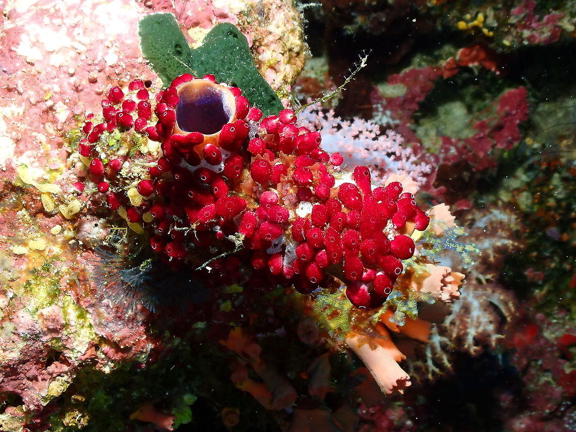 Didemnum Strawberry Tunicate - Didemnum moseleyi These small strawberry like ascidian can become invasive as they grow on top of sponges, coral and other larger tunicates as here where they are on top of an Ox ascidian (Polycarpa aurata). Didemnum Strawberry Tunicate,Didemnum moseleyi,Fall,Geotagged,Indonesia