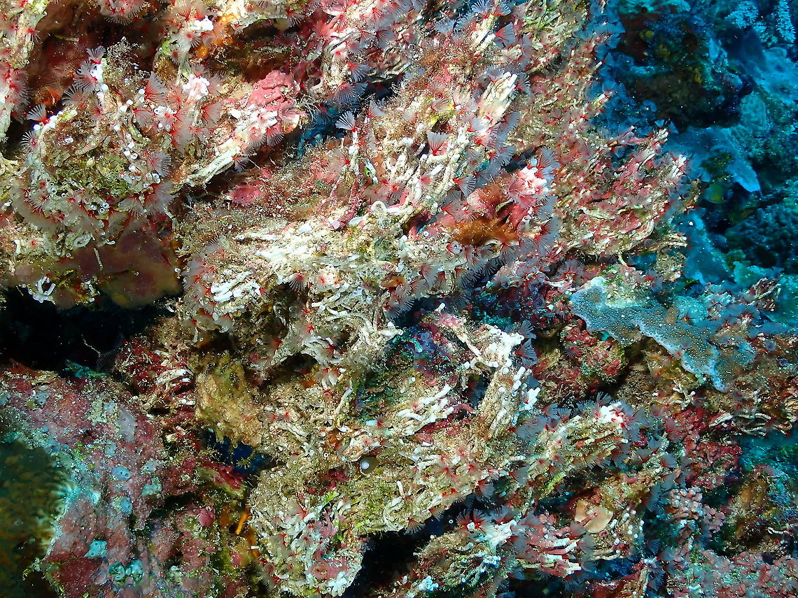 Delicate Tube Worm - Filogranella elatensis  Delicate Tube Worm,Fall,Filogranella elatensis,Geotagged,Indonesia