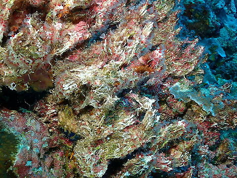 Delicate Tube Worm - Filogranella elatensis  Delicate Tube Worm,Fall,Filogranella elatensis,Geotagged,Indonesia