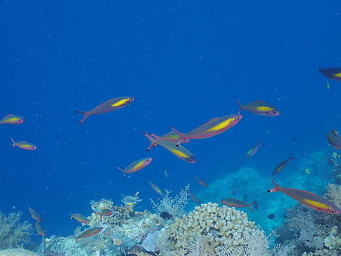 Wide-band fusilier - Pterocaesio lativittata Even the fusiliers have pink tonalities in this part of the world! Fall,Geotagged,Indonesia,Pterocaesio lativittata,Wide-band fusilier